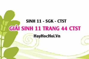 Giải Sinh 11 trang 44 Chân trời sáng tạo SGK